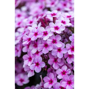 Флокс Early Lavender Pop